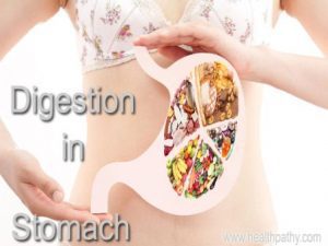 information about digestive system digestion process