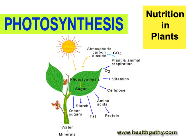NUTRITION IN PLANTS AND ANIMALS | Types of nutrition