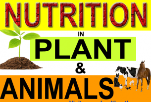 nutrition in plants and animals